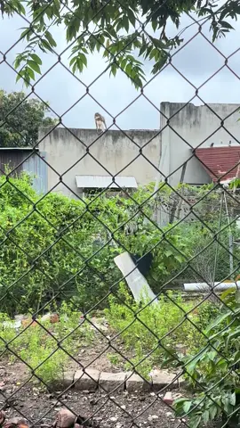 2-9 tông ngộ không xuống núi 😂