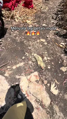 #petanigenz #petanijagung🌽 #petaniindonesia🇮🇩🇮🇩🇮🇩🌿🌿 