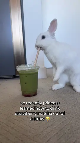 lmk the craziest thing ur pet has learned to do !! #rabbit #bunny #pet #cute #fyp 