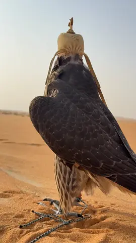 #جير #جير_شاهين #شاهين #شاهين_وحش #explorepage 