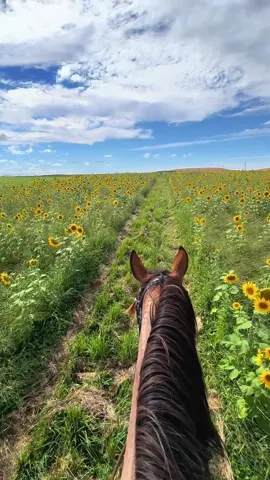Happy Gotcha Day Kronk! #mustang #teensandoregonmustangs #sunflowers #southsteensmustangs 