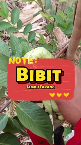 bibit jambu farang 