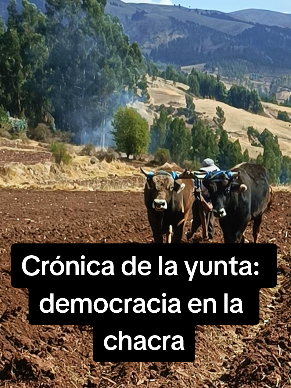 En los Andes, el agricultor con yunta resiste como un símbolo casi en extinción. Mientras en la capital se discuten sueldos y leyes, en el campo se abre surco para sembrar futuro con esfuerzo y esperanza. Con abono natural, piedras que se apartan como malas normas y la compañía de ovejas, abejas y riachos, la chacra se convierte en un espacio de vida, democracia y trabajo compartido. Porque donde no llegan los ministerios ni el Congreso, llega la yunta y la fuerza del agricultor andino. #Yunta #chacra  #andes  #resistencia  #semillas 