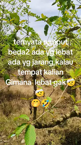 bermacam- macam model rumput 🤣🤭