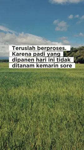 🌾✨ Proses itu butuh waktu. Seperti padi, yang kita panen hari ini bukan ditanam kemarin sore. Semua butuh kesabaran, konsistensi, dan kerja keras. Jangan buru-buru ingin hasil instan, nikmati setiap prosesnya 🤲 #motivasihidup  #semangatberjuang  #BelajarSabar #ProsesHidup #fyp 