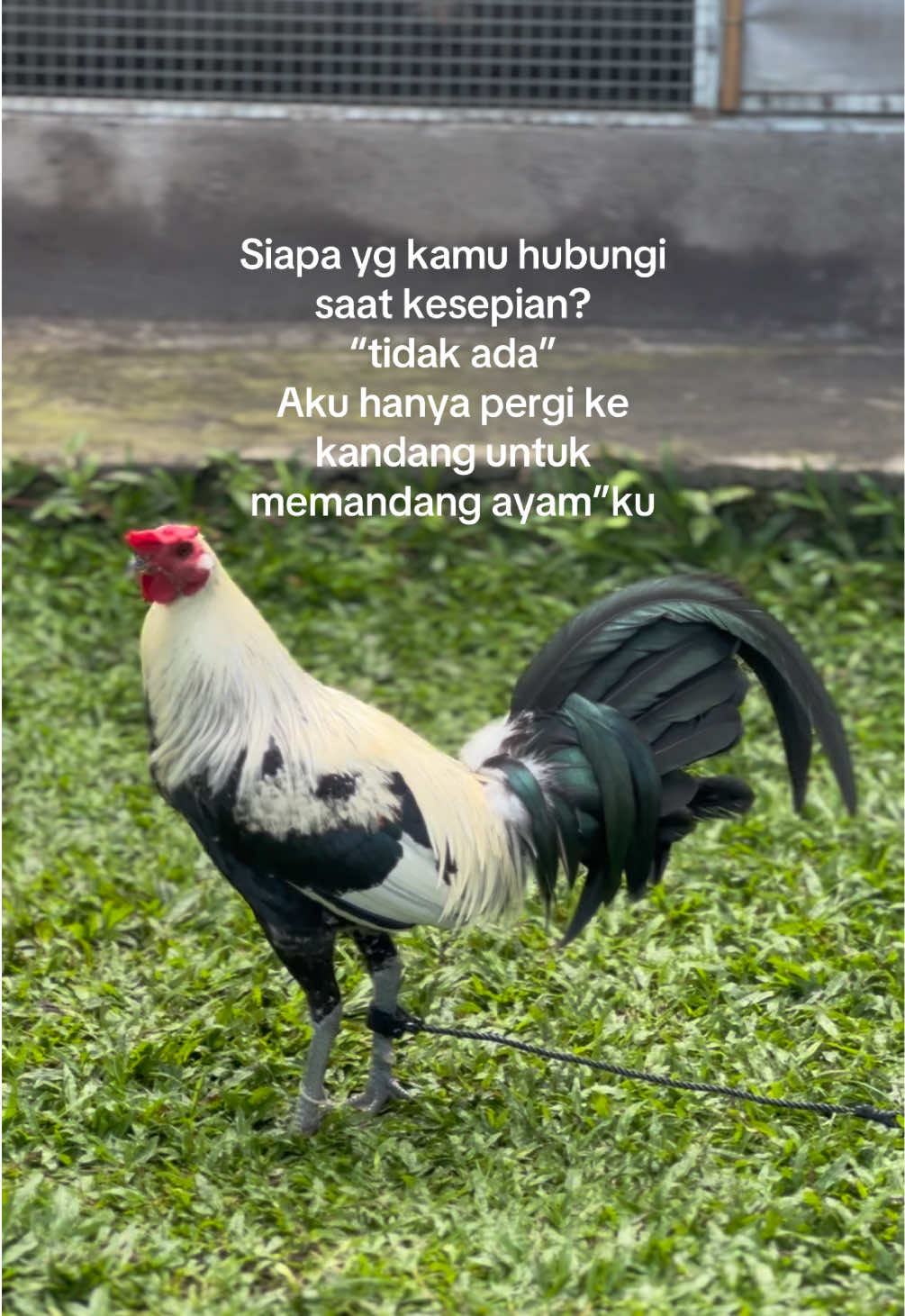 #peternakmuda #putuhomefarm #ayamimport 