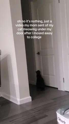 stop it rn. #pet #relatable #college #homesick 