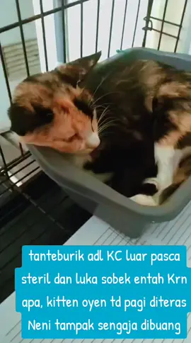 #kucing nelangsa#