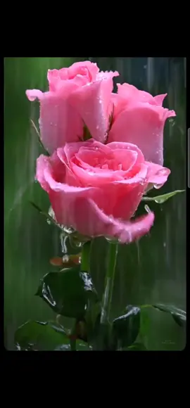 #kbhikbhimeredilmainkhyalatahai#romanticurdusong#rainloversandflowerslovers#viralvideo#fypppppppppppppppppppppppppppppp 