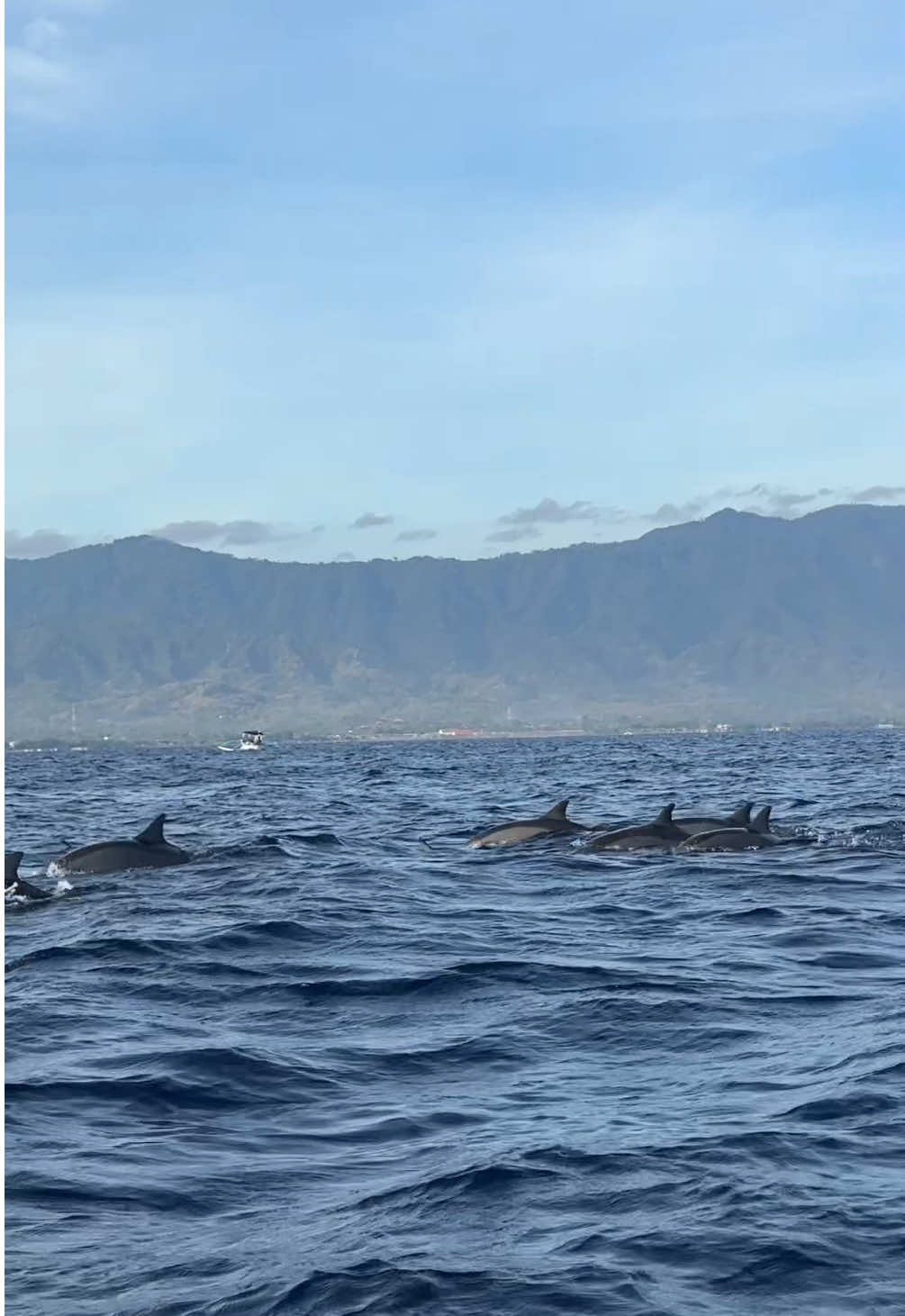 Bangun jam setengah 6 pagi di Lovina ternyata worth it banget… bisa lihat sunrise + dolphin secara langsung! 🐬✨ #lovina #DolphinWatchingE#ExploreBaliB#BaliTravel   