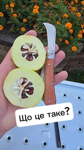 Що це таке? #опитування #загадка #фрукт #яблука #дача Ніж можна замовити тут @Dnipro M 