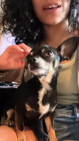 To our Gigi , Lukas and Fred <3 we miss you so much . #dogsoftiktok 