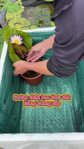Setup chậu hoa thuỷ sinh bằng thùng xốp#senmini #hoasung #sensungnguyenpha #caythuysinh #xuhuongtiktok #thuysinhngoaitroi 