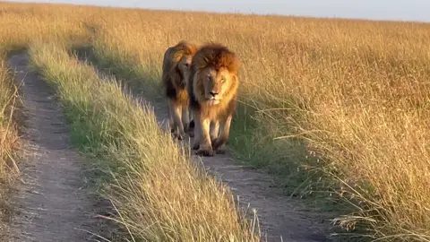 Kings of the mara  Cr Lemurt wildlife  #lionlover #saveanimals justiceforlorkulup justiceforolobor justiceforoloisiadu #followers➕ #fyp #viral 