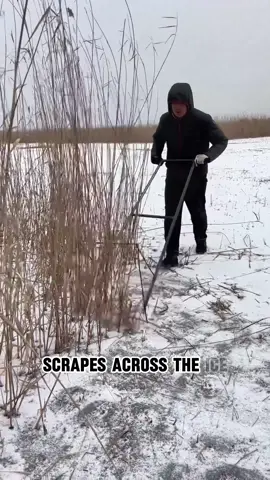 Why are reeds harvested in winter? #tiktok #foryour #usa #reed #winter 