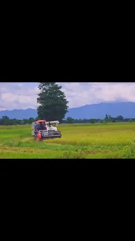 ကိုယ့်ကောင်ကြီးတွေလှနေလို့❤️ #ရိတ်ခြွေသမားများစုစည်းရာ #ဒီချိန်တင်ရင်viewမတက်မှန်းသိလို့
