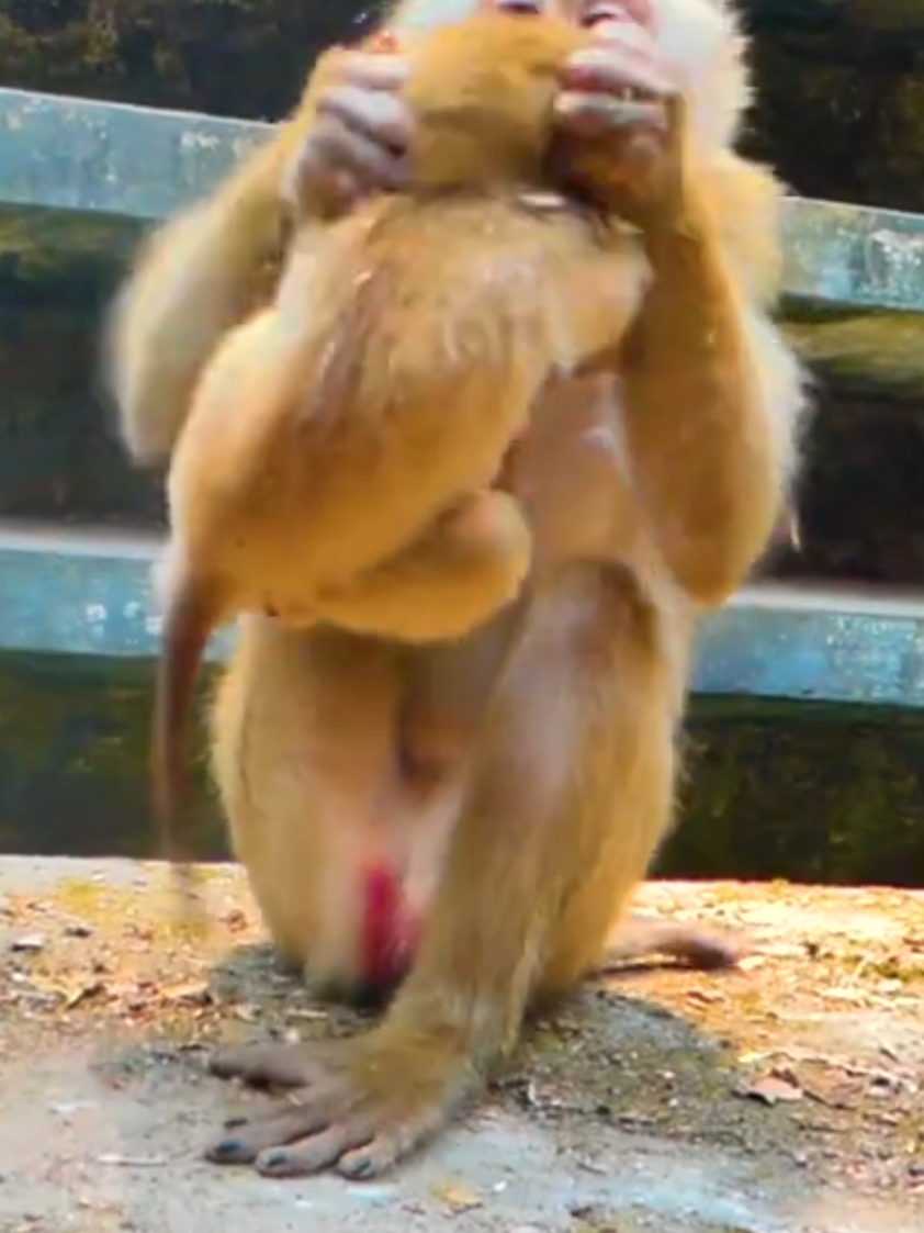 Very good night mom takes care of baby more #trend #baby #viral #monkey #tixtok 