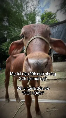 Đứa trẻ hư😔 #xhuongtiktok #vairal #fypppppppppppppp #bff #CapCut 