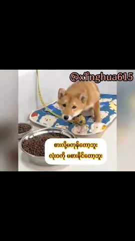သဘောကျလို့:') #crd #fyp #foryou ##dog #cat 