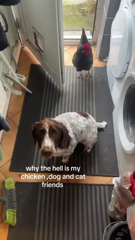 i used to have more chickens but the jsut got ate ☺️ (edit: i did not eat my chickens a fox did !!)