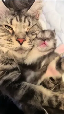 From 1 week to 12 weeks old. Cutest kittens purring compilation #kittens #purring #kittenlove #babycat #cutecats