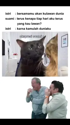 #funny #meme #cats 