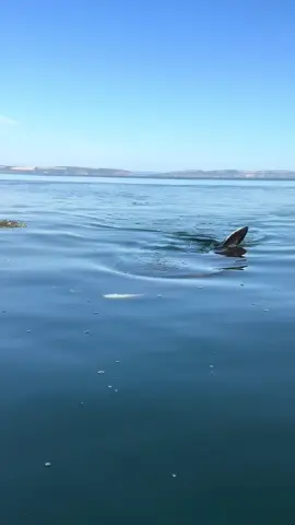 Worlds second largest shark feeding right next to me in my kayak🦈 This beautiful shark was around 15 foot long! I wasn’t far from the beach when this shark approached me. It was one of 5 or 6 in the area on this day!  (For clarification it's an offence to intentionally disturb wildlife in Scotland and this video was filmed at a safe respectful distance as I observed the shark feeding I was sat still for a prolonged period of time at a distance of approximately 150m away before the shark came over towards the kayak and then continued to feed behind me. I then left the immediate area once it passed me and paddled further back to observe from a respectable distance. There were 5 or 6 sharks in the area and a couple came close like the one in this video. My hand is in the water as I was filming with a GoPro as it went past. I was not trying to touch the animal and I would never condone anyone to touch a wild animal) #shark #fyp #ocean #travel #Scotland 