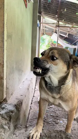 Bữa trc anh đen mê dí theo tối ngày. Bữa nay hết mê nên răng ai nấy nhe 🤣🤣🤣 #chó #dog #chohaihuoc #funny #xuhuong 