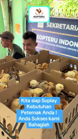 #aymulu #Jualanakayam #JualAyamKub2 #AyamYudistira
