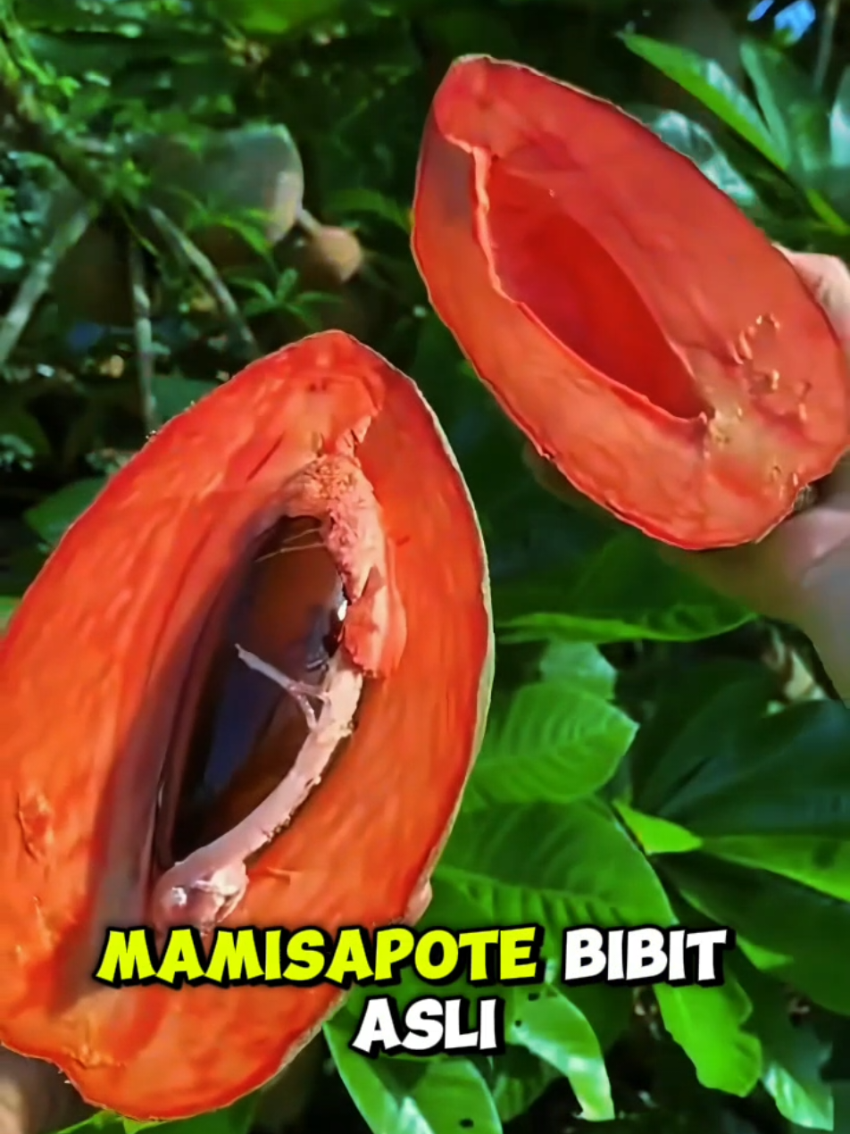 Bibit Mamey Sapote Keywest asli Amerika#BibitBuahLangka #MameySapote #BibitBuah #TanamSendiri #BuahEksotis 