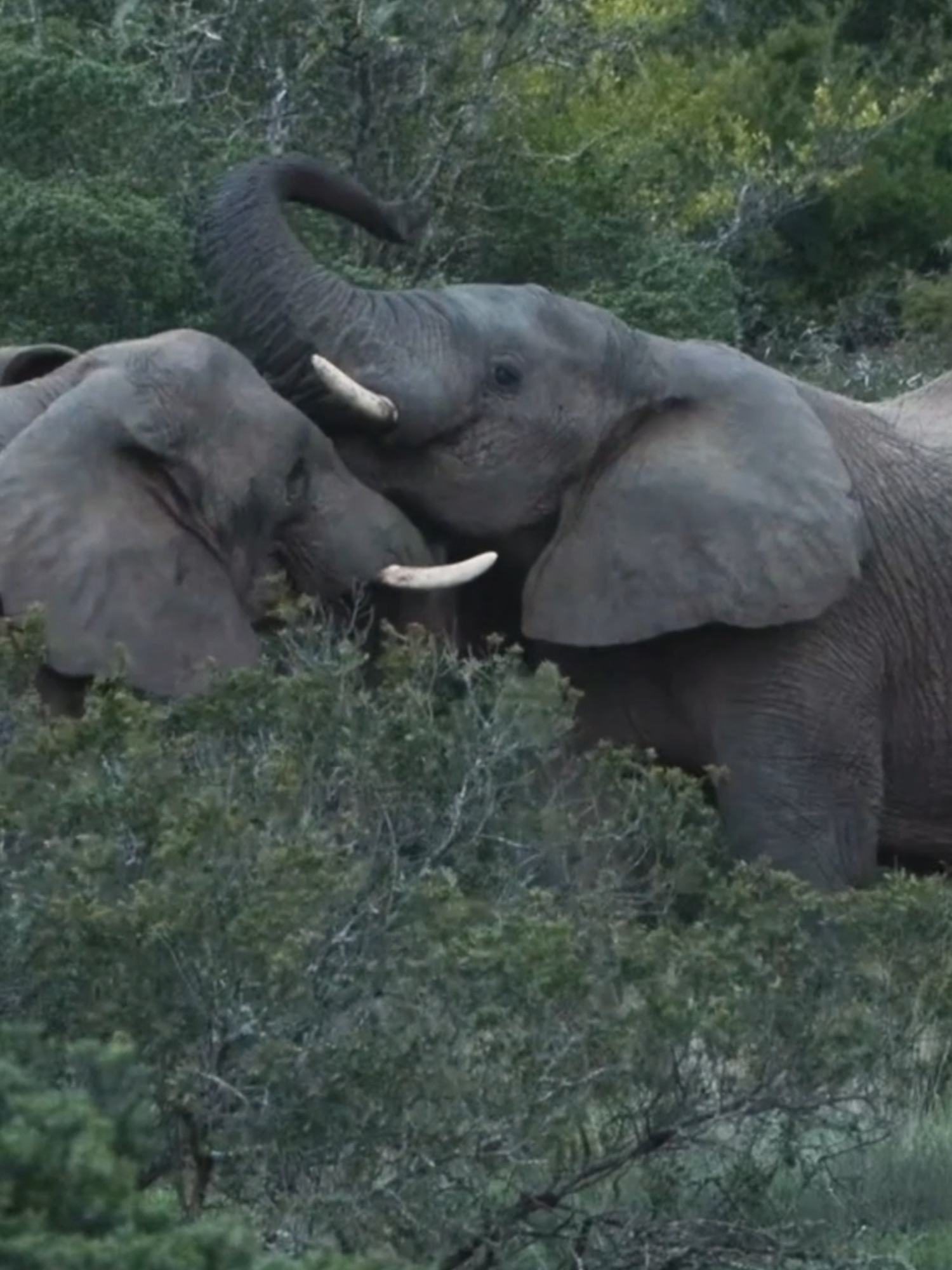 A little elephant tussle — just to remind everyone who’s boss. 🐘💪 #amakhalagamereserve #adventure #southafricatravel #amakhala #wildlifesafari #gamereserve #safari #nature #familytravel #conservation #africa #wildlifeconservation #safarilife #southafrica #big5 #fyp #gamedrive #big5safari #family #reserve #wildlifephotography #bigfive #weekendgetaway #foryou #traveltiktok