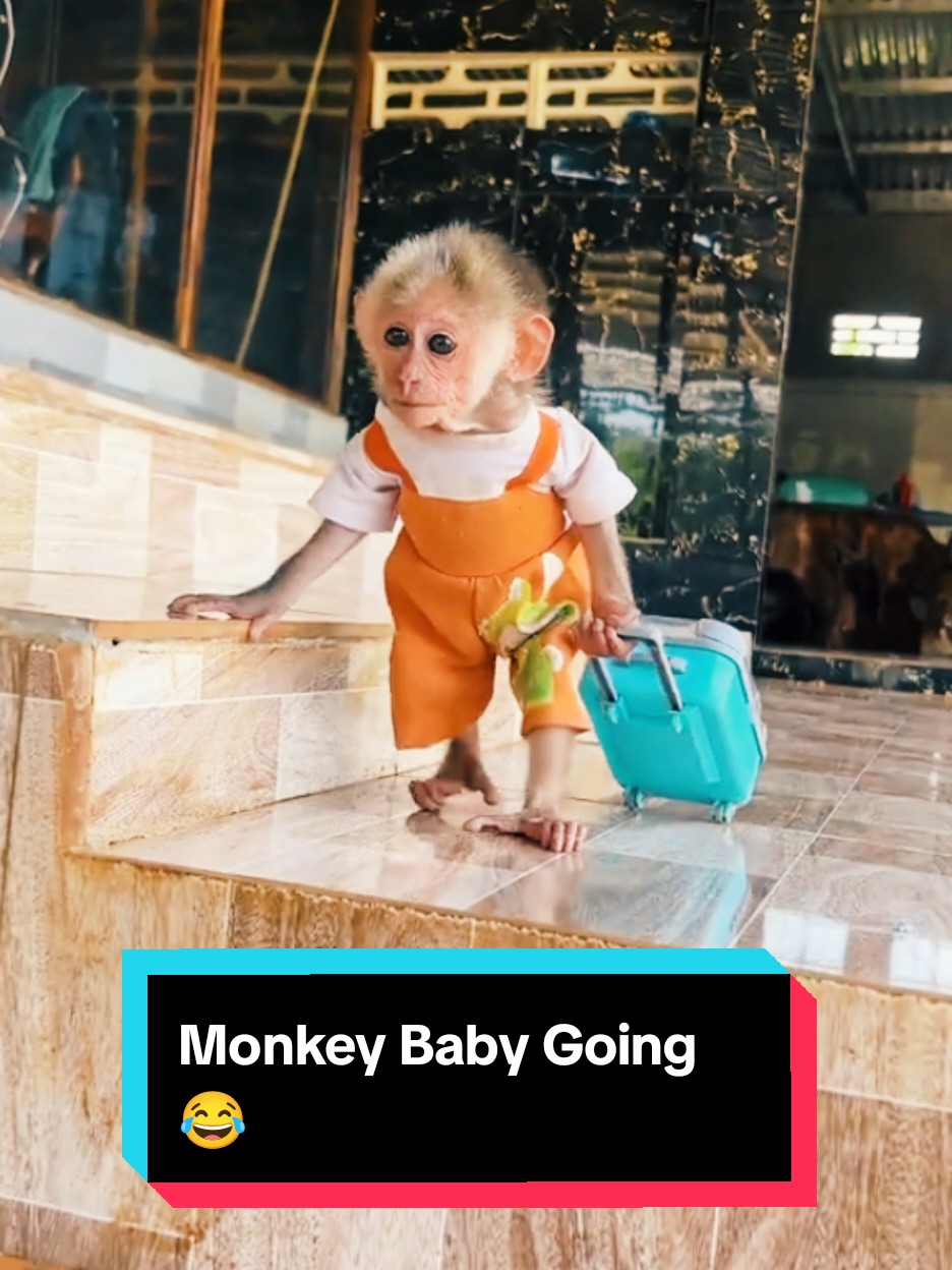 Cute Monkey Baby Going 😂 #MONKEY #NANA #BabyMonkey #Animal #Funy 
