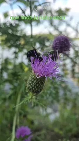 #naturaleza #elcampo #fypシ゚viral #paratiiiiiiiiiiiiiiiiiiiiiiiiiiiiiii 