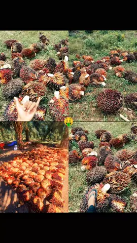 kuli sawit #sawitsumatra #sawitontiktok #berandatiktok #fyoup #fppppppppppppppppppp #tiktok 
