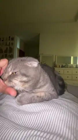 Starting my morning with a little LOOOVE 🐾❤️  #catsoftiktok #cat 