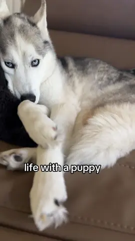 #puppy #corgi #husky 