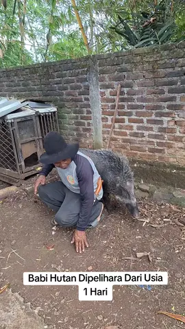 Dipelihara Dari Usia 1 Hari