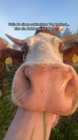 Kuh- Bussi 🥰
