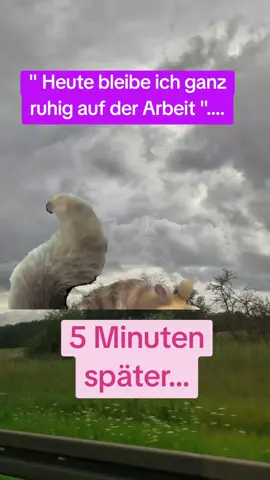 #Meme #MemeCut #CapCut  #binganznettheute👌🏻💯💯💯 #schönendienstagmeinelieben💕 