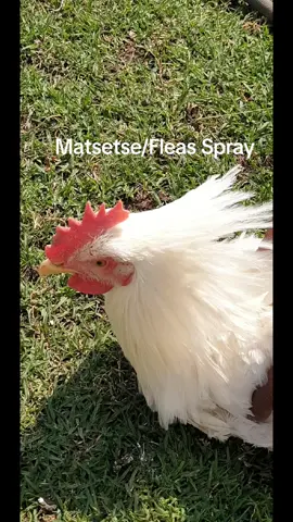 Matsetse Spray help to remove fleas and mites on chickens. #matsetsespray  #fleasspray  #fleas  #barneyrayfarm  #chickensoftiktok 