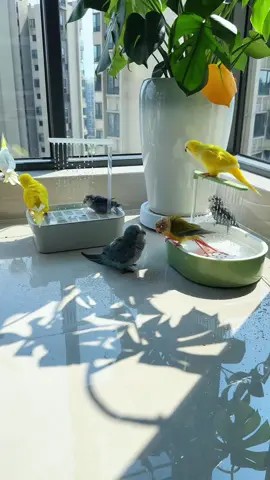 Birds really love playing in the water 😍 #parrot #parrotsoftiktok #pet #cute #animals 