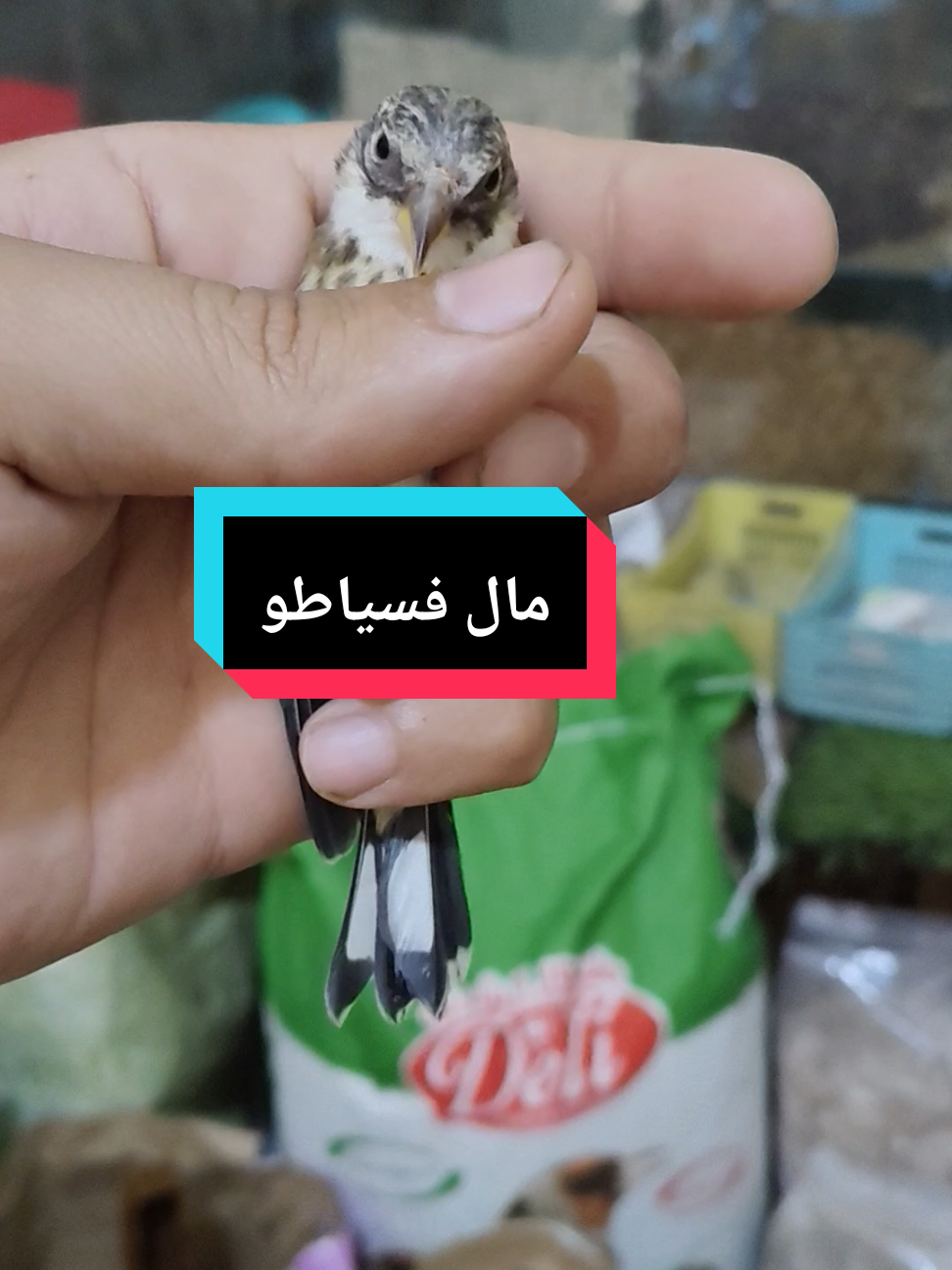 #flypシ #الشعب_الصيني_ماله_حل😂😂 #following #الجزائر🇩🇿 #creatorsearchinsights 