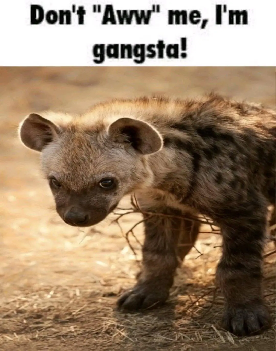 #hyena #scary