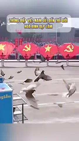 800 chú chim bồ câu đã tung cánh trên Quảng trường Ba Đình trong ngày Lễ kỷ niệm 80 năm Quốc khánh Việt Nam 2/9, góp phần vào thành công của 