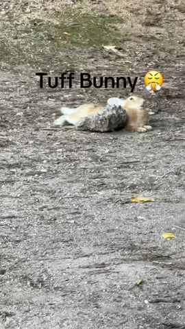 #fyp #bunny 
