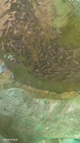 persiapan buat mitra tigaribu ekor bibit gurame soang hitam #gurame #ikan 