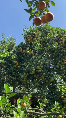 #jeruksiemmadudaumalang🍊 #fypシ 