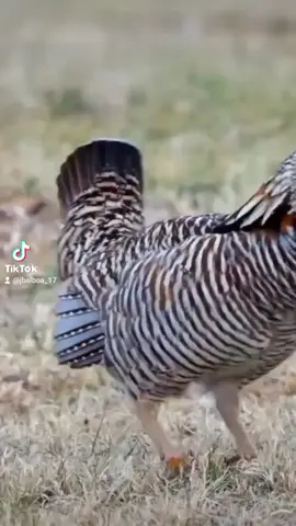 beautiful song  #birdsoftiktok #animal #nature #birdslove 