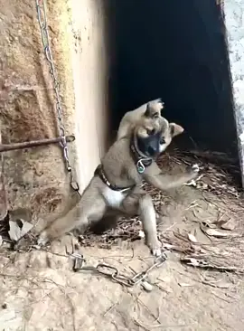 🐶 When your dog trains harder than a Kung Fu master 😂🥋 #DogFu #FunnyDogs #KungFuDog #MartialArts #DogTraining   