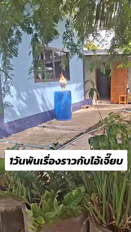 โอ้ยเนอะ เเม่ก็นึกว่ายืนตากแดด เห็นยืนมาตั้งเป็นชั่วโมง ที่ไหนได้ ลงไม่ได้ เพราะไม่เคยขึ้นที่สูง หัวจะปวด #ไก่ #ไอ้เจี๊ยบ #สัตว์เลี้ยงtiktok 